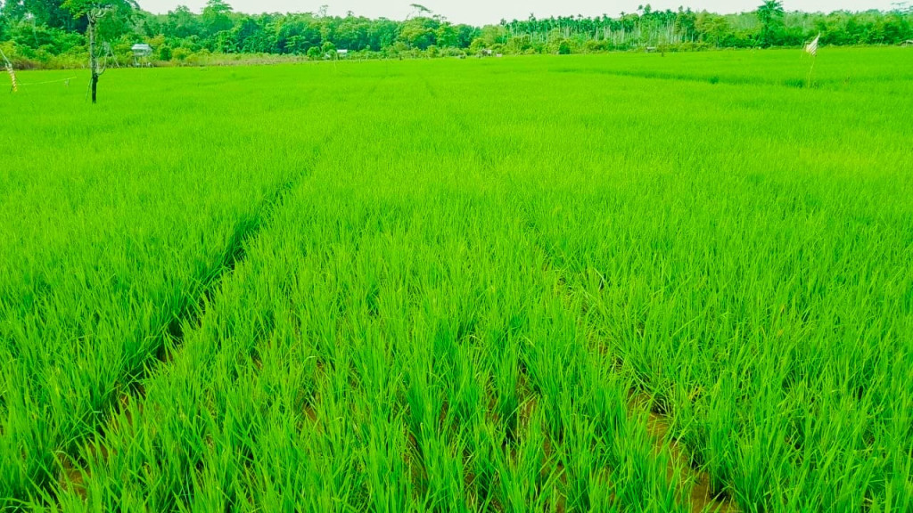 Warga desa Babah Ceupan sangat bergantung pada pertanian, sawah-sawah ini menjadi sumber kehidupan.